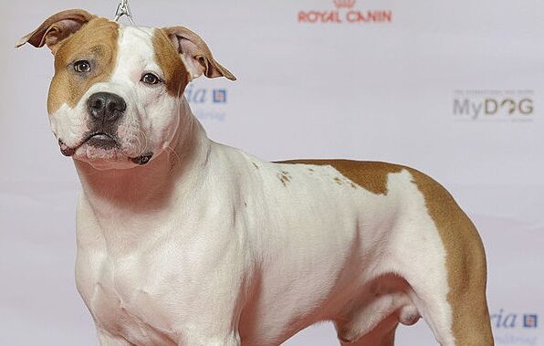 American Staffordshire Terrier musclé, debout en position d'exposition