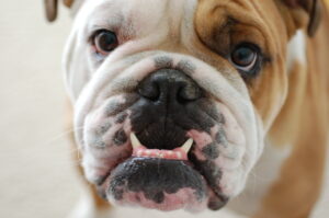 Bouledogue anglais en gros plan, museau court et plissé caractéristique