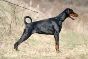 Doberman à la robe noir et feu, debout dans un champ