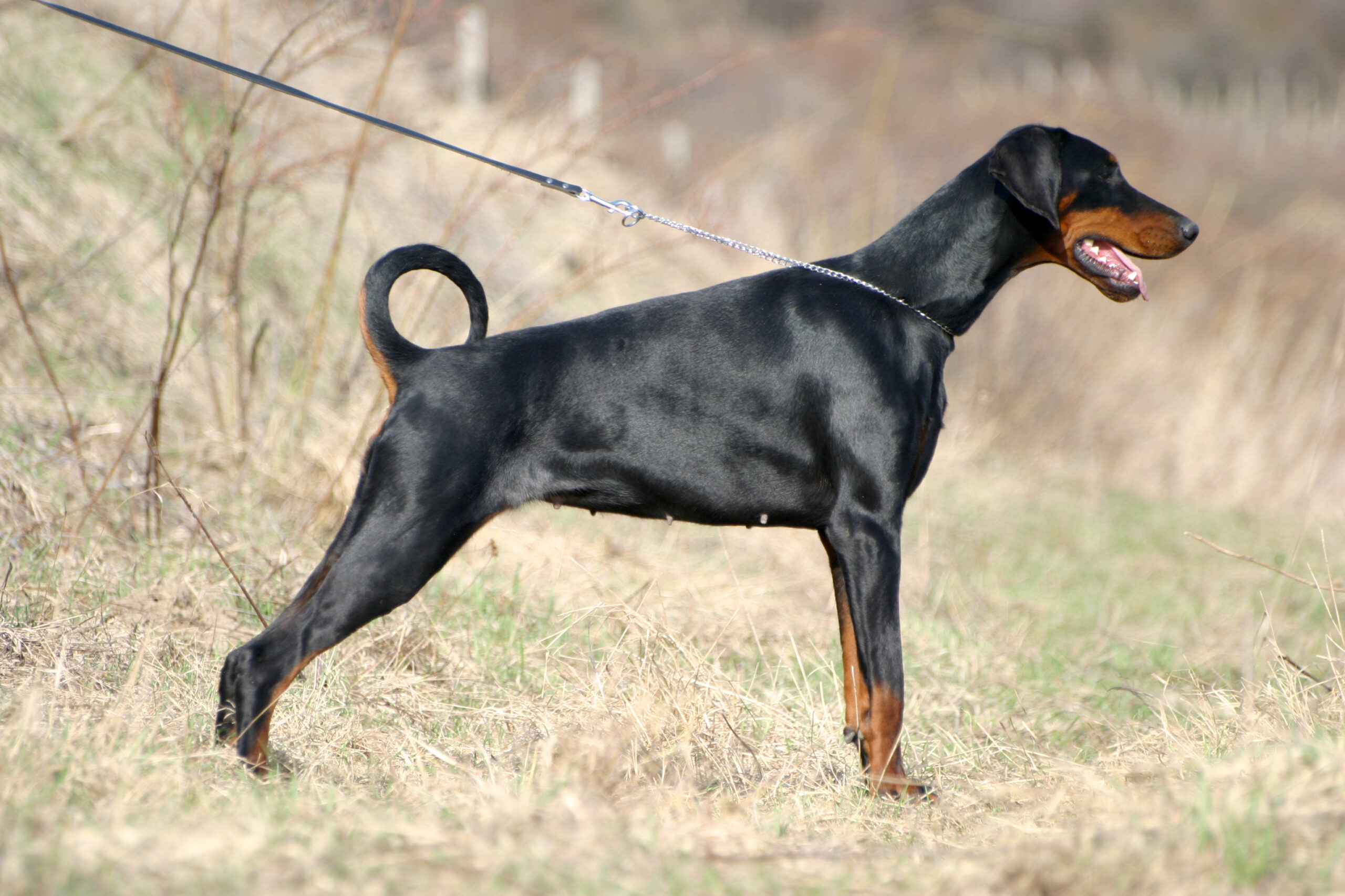 Doberman à la robe noir et feu, debout dans un champ