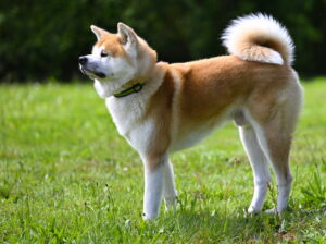 Akita Inu roux et blanc à la queue enroulée, debout sur l'herbe