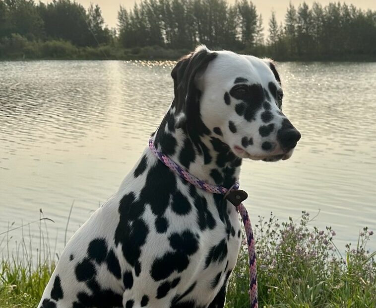 Dalmatien à la robe blanche tachetée de noir, assis au bord de l'eau