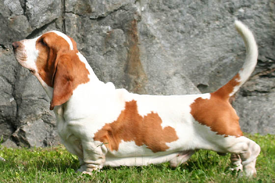 Basset Hound, photo via Wikimedia Commons