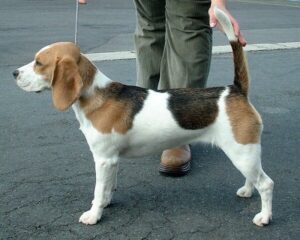 Beagle, photo via Wikimedia Commons