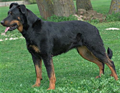 Beauceron, photo via Wikimedia Commons