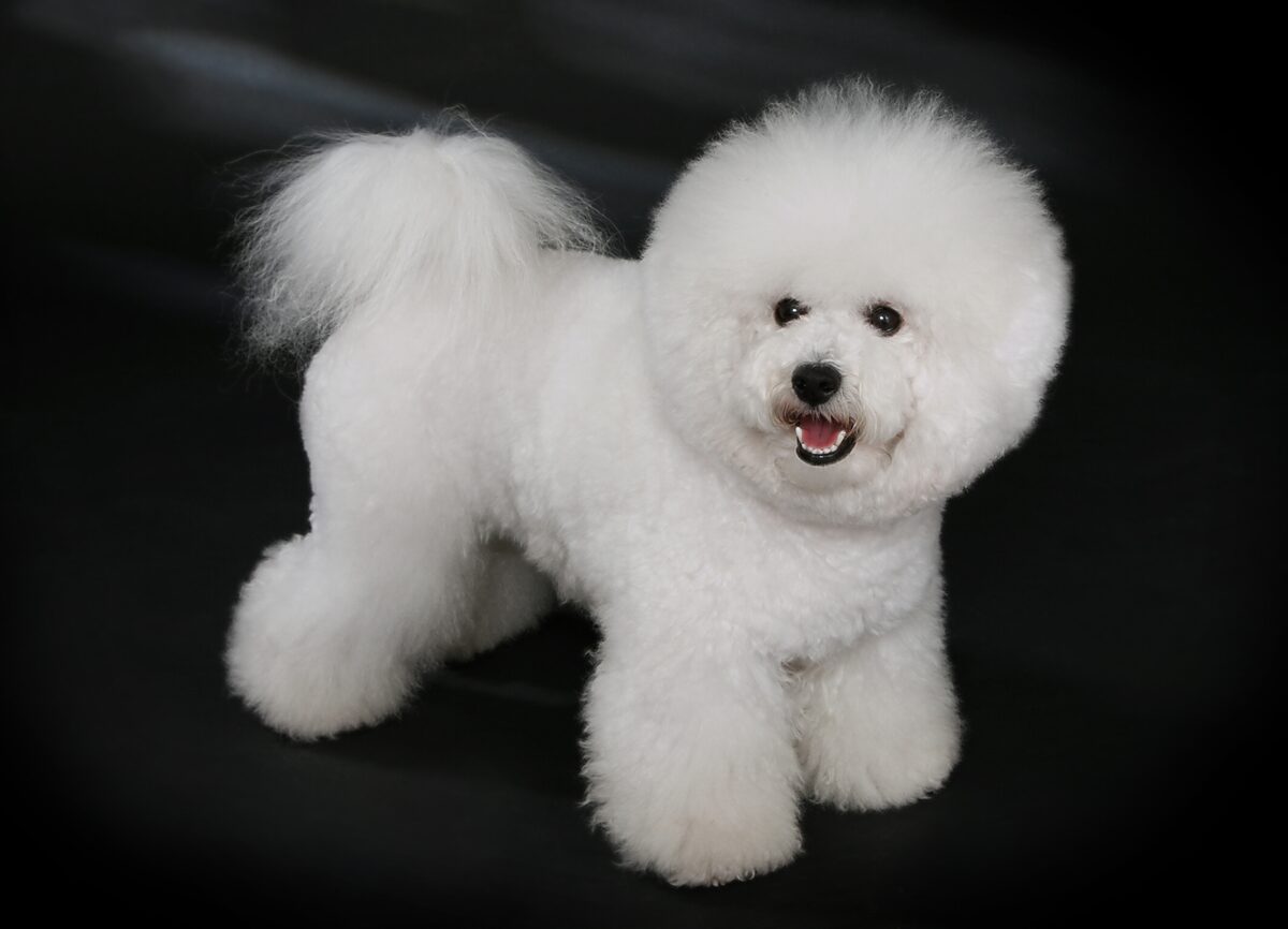 Bichon Frisé, photo via Wikimedia Commons