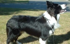 Border Collie, photo via Wikimedia Commons