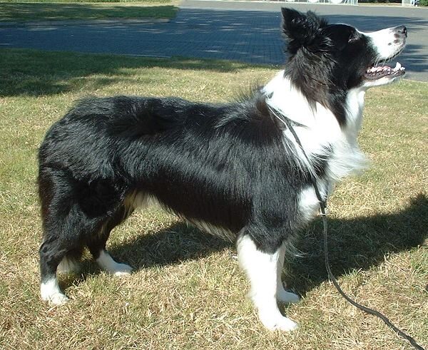 Border Collie, photo via Wikimedia Commons