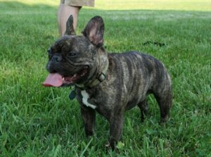 Bouledogue Français, photo via Wikimedia Commons