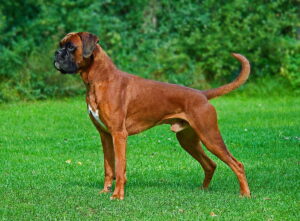 Boxer (dog), photo via Wikimedia Commons