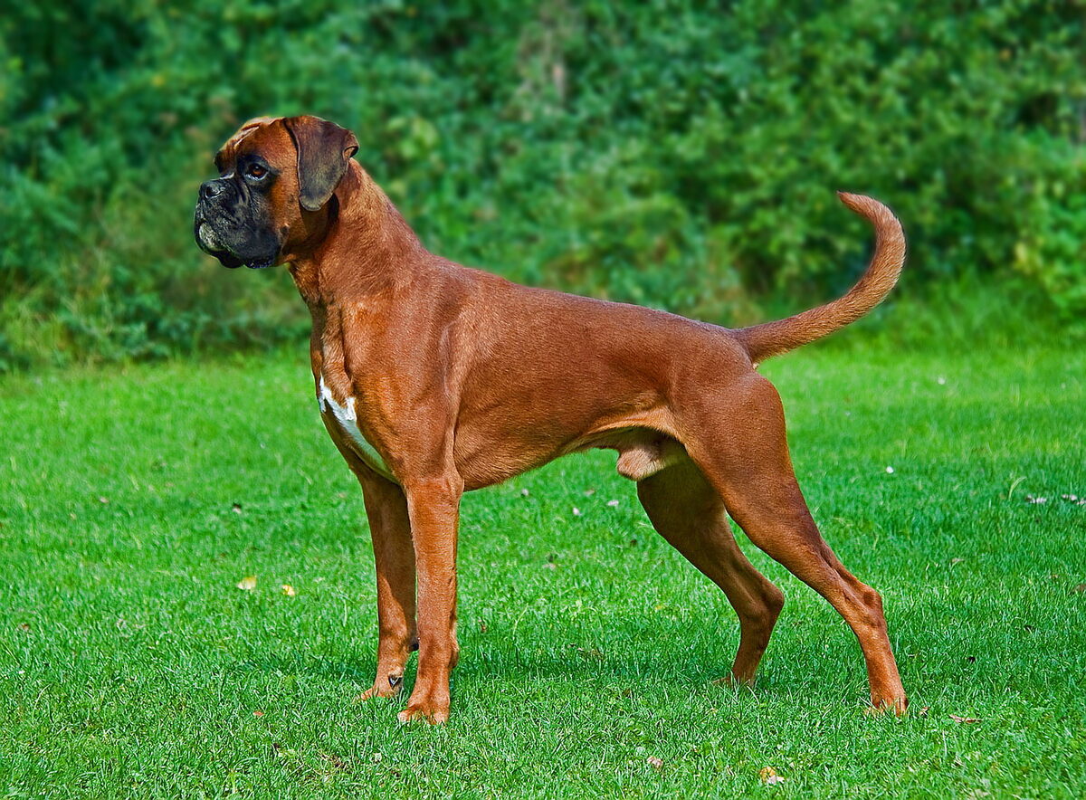 Boxer (dog), photo via Wikimedia Commons