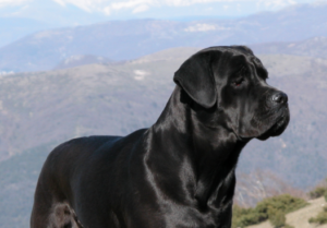 Cane Corso, photo via Wikimedia Commons