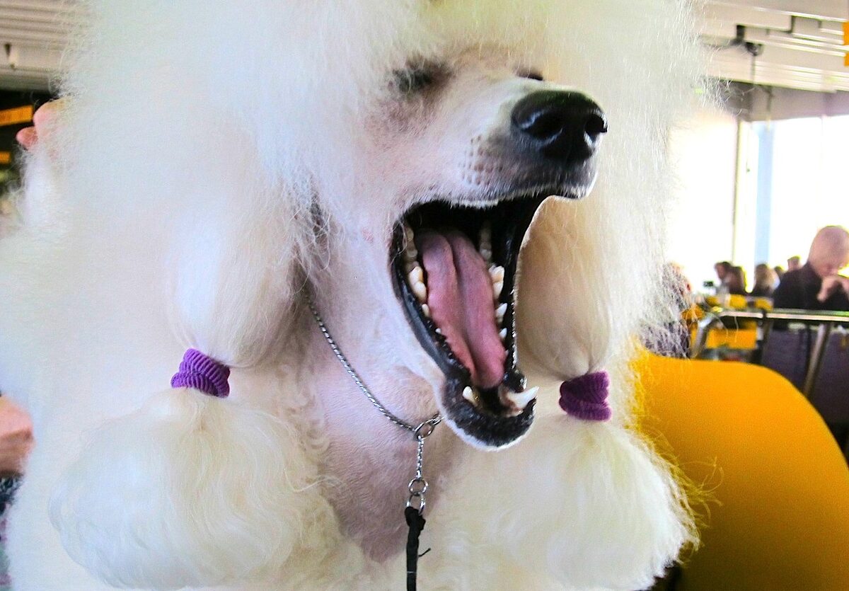 caniche, photo via Wikimedia Commons