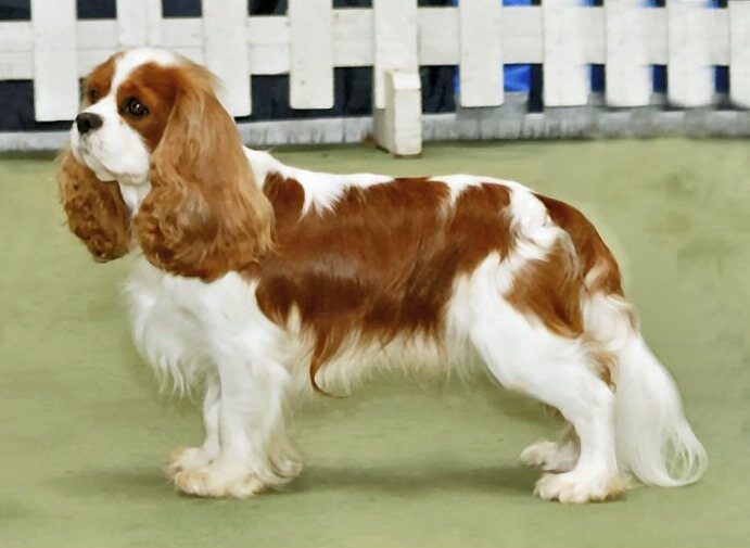 Cavalier King Charles Spaniel, photo via Wikimedia Commons
