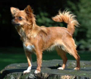 Chihuahua (dog), photo via Wikimedia Commons