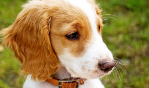 English Cocker Spaniel, photo via Wikimedia Commons
