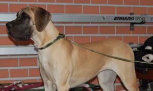 Dogue Allemand, photo via Wikimedia Commons