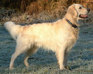 Golden Retriever, photo via Wikimedia Commons
