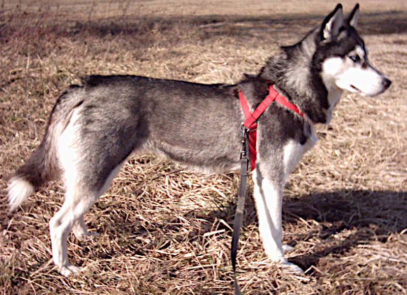 Husky Sibérien, photo via Wikimedia Commons