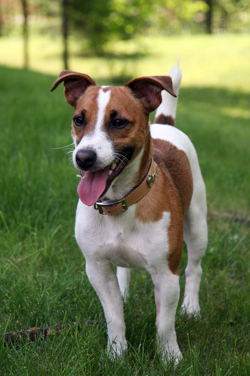 Jack Russell Terrier, photo via Wikimedia Commons