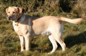 Labrador Retriever, photo via Wikimedia Commons