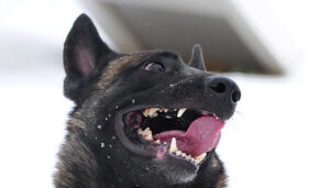 Berger Malinois, photo via Wikimedia Commons