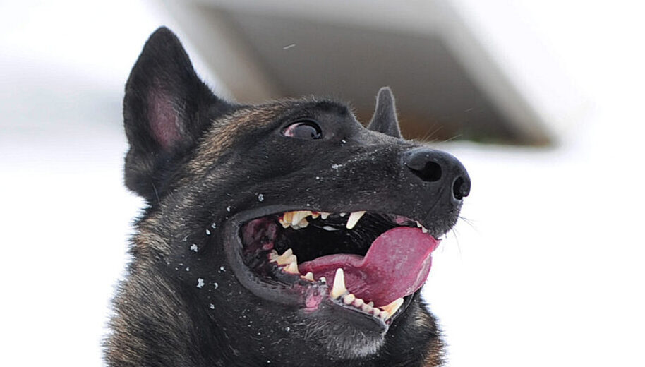 Berger Malinois, photo via Wikimedia Commons