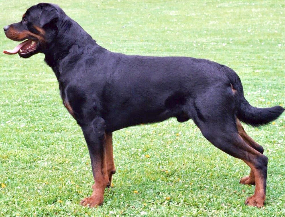 Rottweiler, photo via Wikimedia Commons