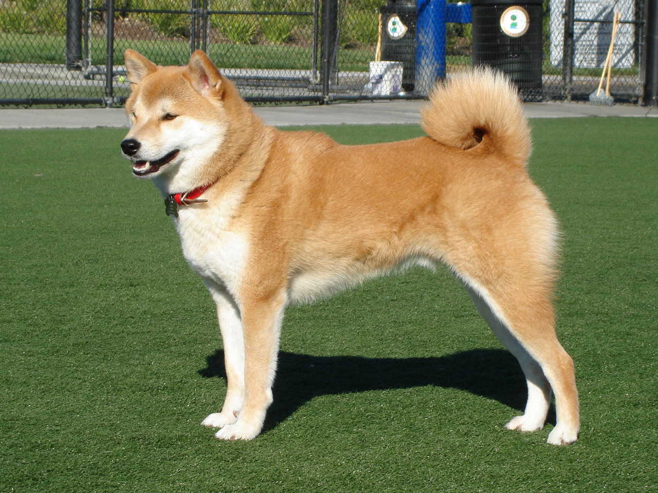 Shiba Inu, photo via Wikimedia Commons