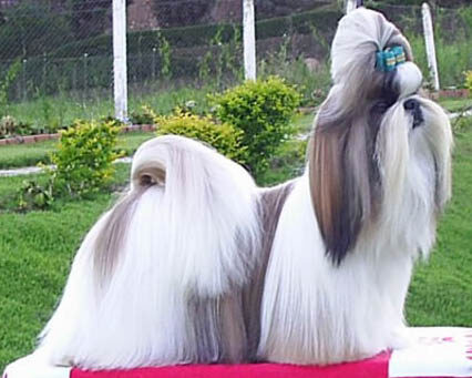 Shih Tzu, photo via Wikimedia Commons