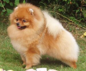 Spitz nain, photo via Wikimedia Commons