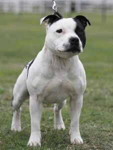 Staffordshire Bull Terrier, photo via Wikimedia Commons