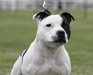 Staffordshire Bull Terrier, photo via Wikimedia Commons