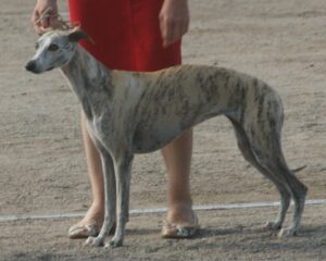 Whippet, photo via Wikimedia Commons