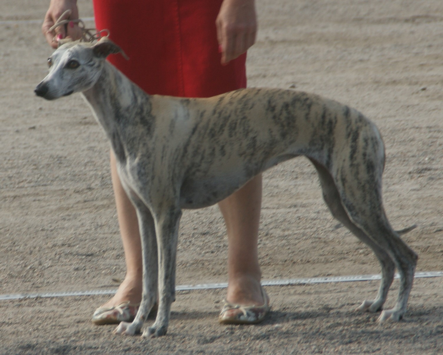 Whippet, photo via Wikimedia Commons
