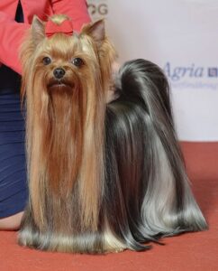 Yorkshire Terrier, photo via Wikimedia Commons
