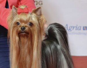 Yorkshire Terrier, photo via Wikimedia Commons