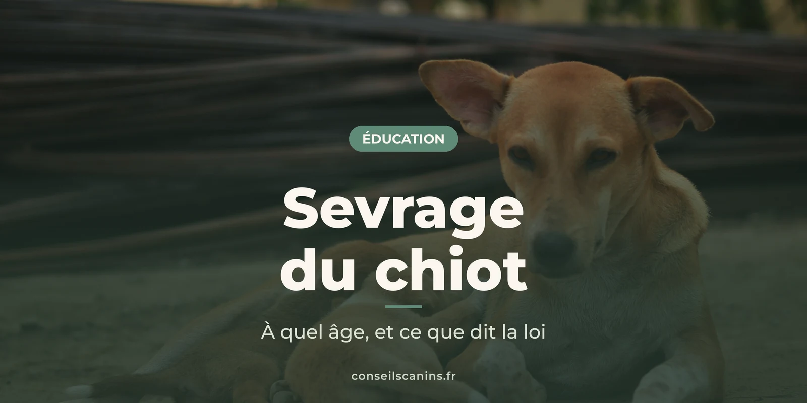 Chienne au regard attentif couchée dehors, pour l'article sur l'âge du sevrage du chiot