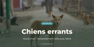 Chiens errants dans une rue poussiéreuse, au cœur du débat sur leur abattage en outre-mer