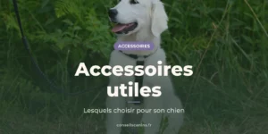 Chiot blanc avec un harnais noir dans l'herbe, sous le titre « Accessoires utiles »