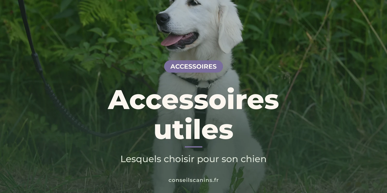 Chiot blanc avec un harnais noir dans l'herbe, sous le titre « Accessoires utiles »