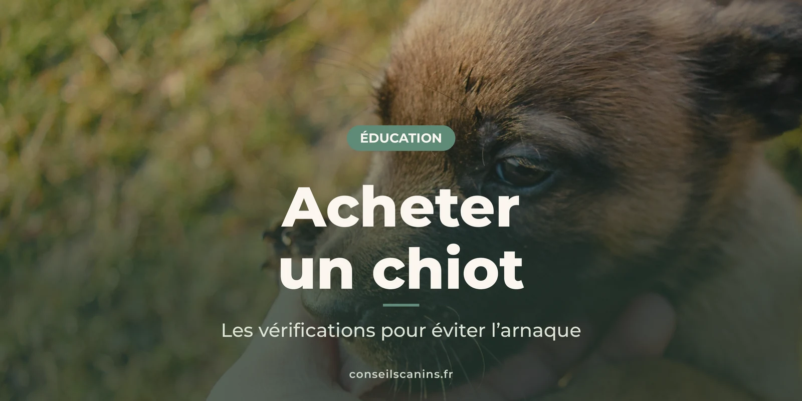 Chiot marron tenu dans la main, sous le titre « Acheter un chiot »