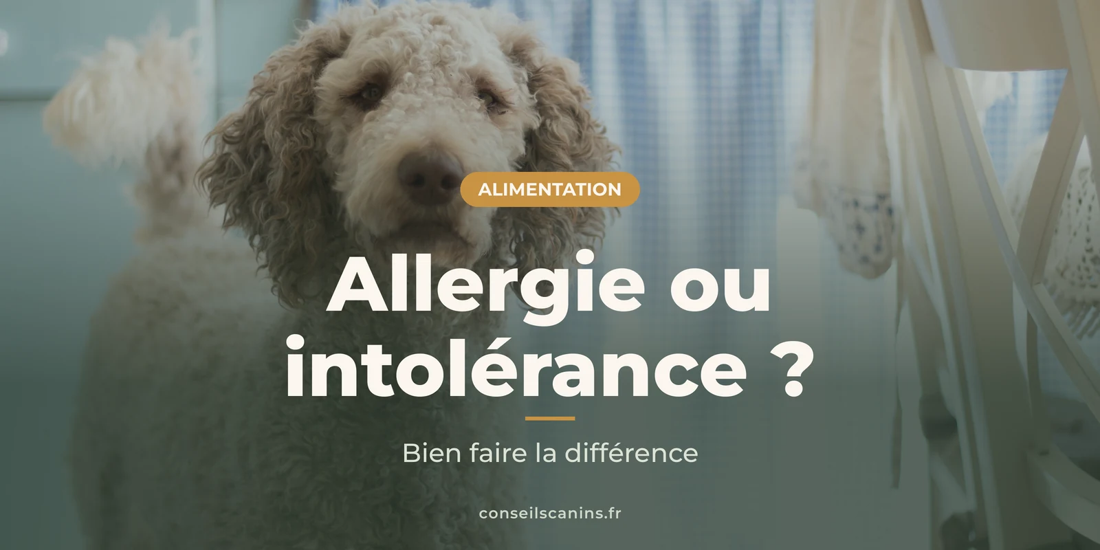Caniche beige assis dans une cuisine lumineuse, l’air attentif