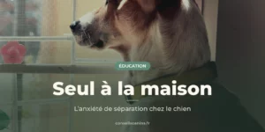 Chien qui regarde seul par la fenêtre, sous le titre « Seul à la maison »