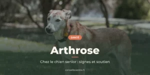 Vieux chien au museau blanchi, debout dans un parc, sous le titre « Arthrose »