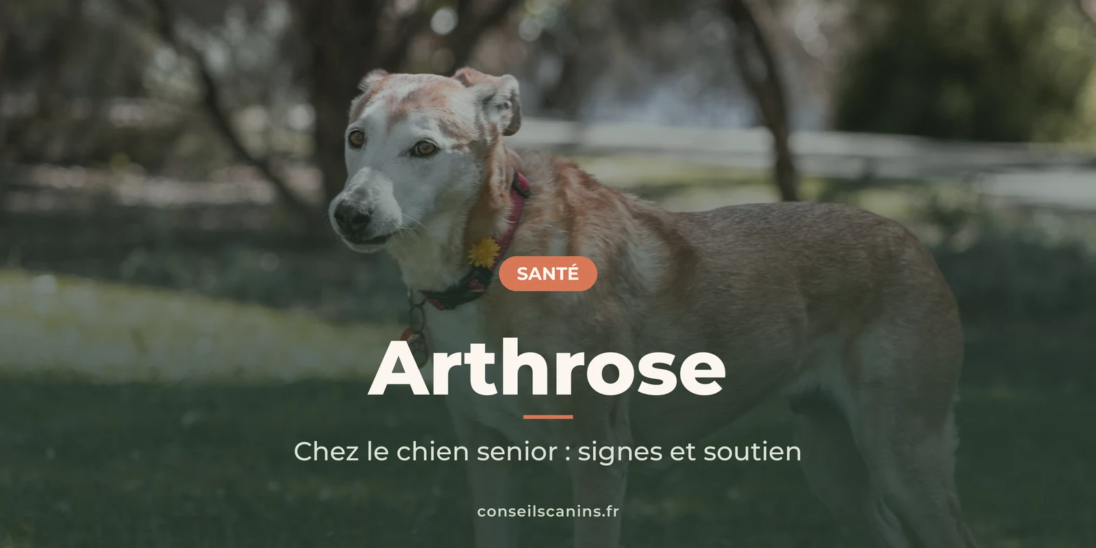 Vieux chien au museau blanchi, debout dans un parc, sous le titre « Arthrose »