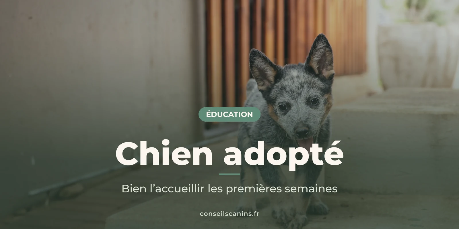 Jeune bouvier australien debout sur des marches, qui regarde l’objectif