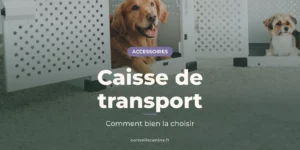 Golden retriever et petit chien installés chacun dans une caisse de transport blanche