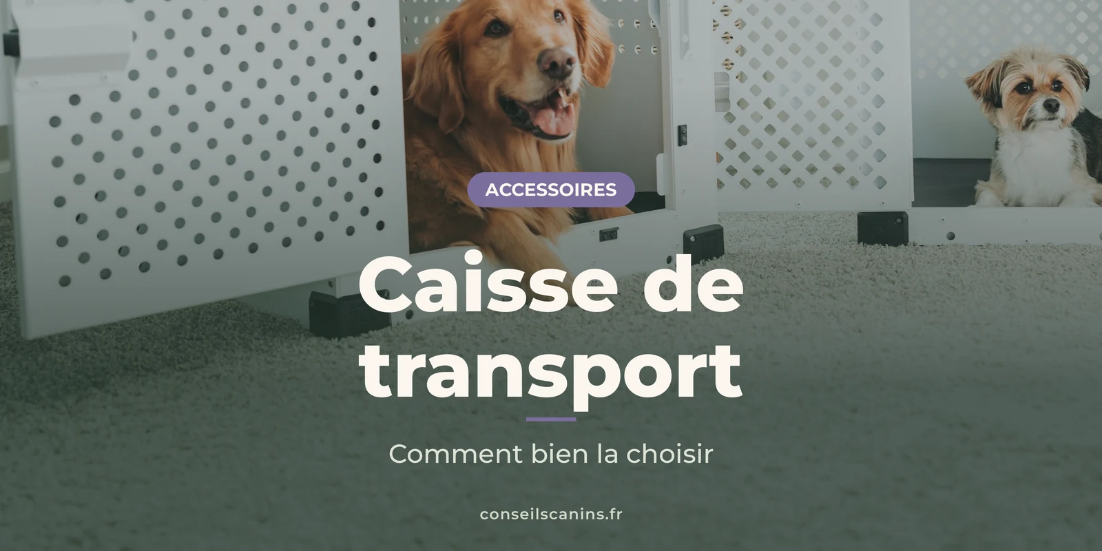 Golden retriever et petit chien installés chacun dans une caisse de transport blanche