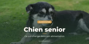 Vieux chien noir et blanc couché dans l'herbe, sous le titre « Chien senior »